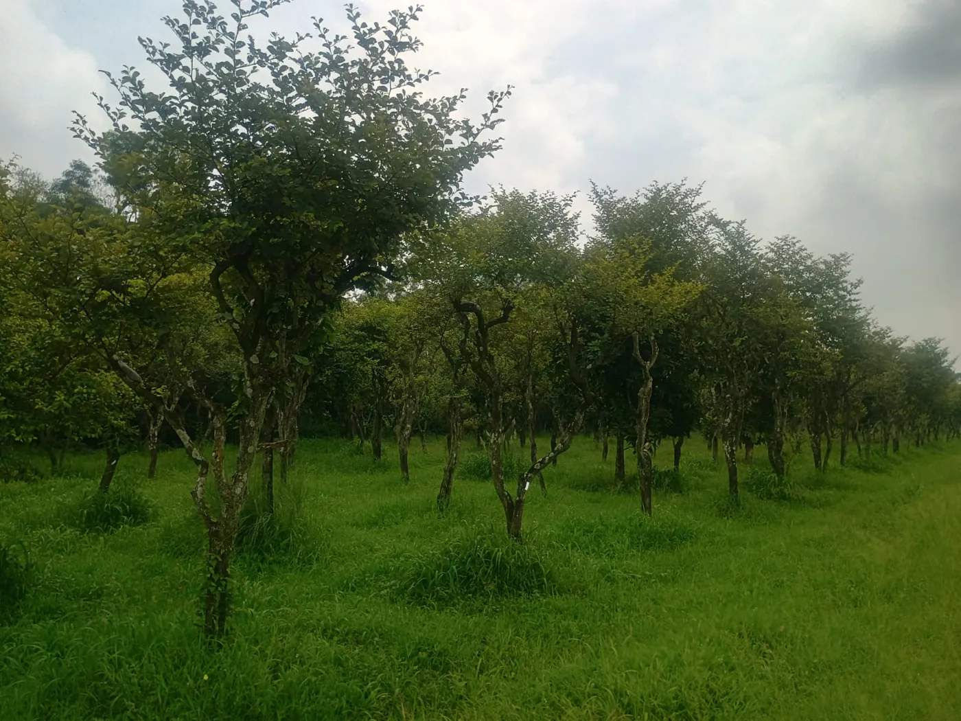 Ber host-tree plantation