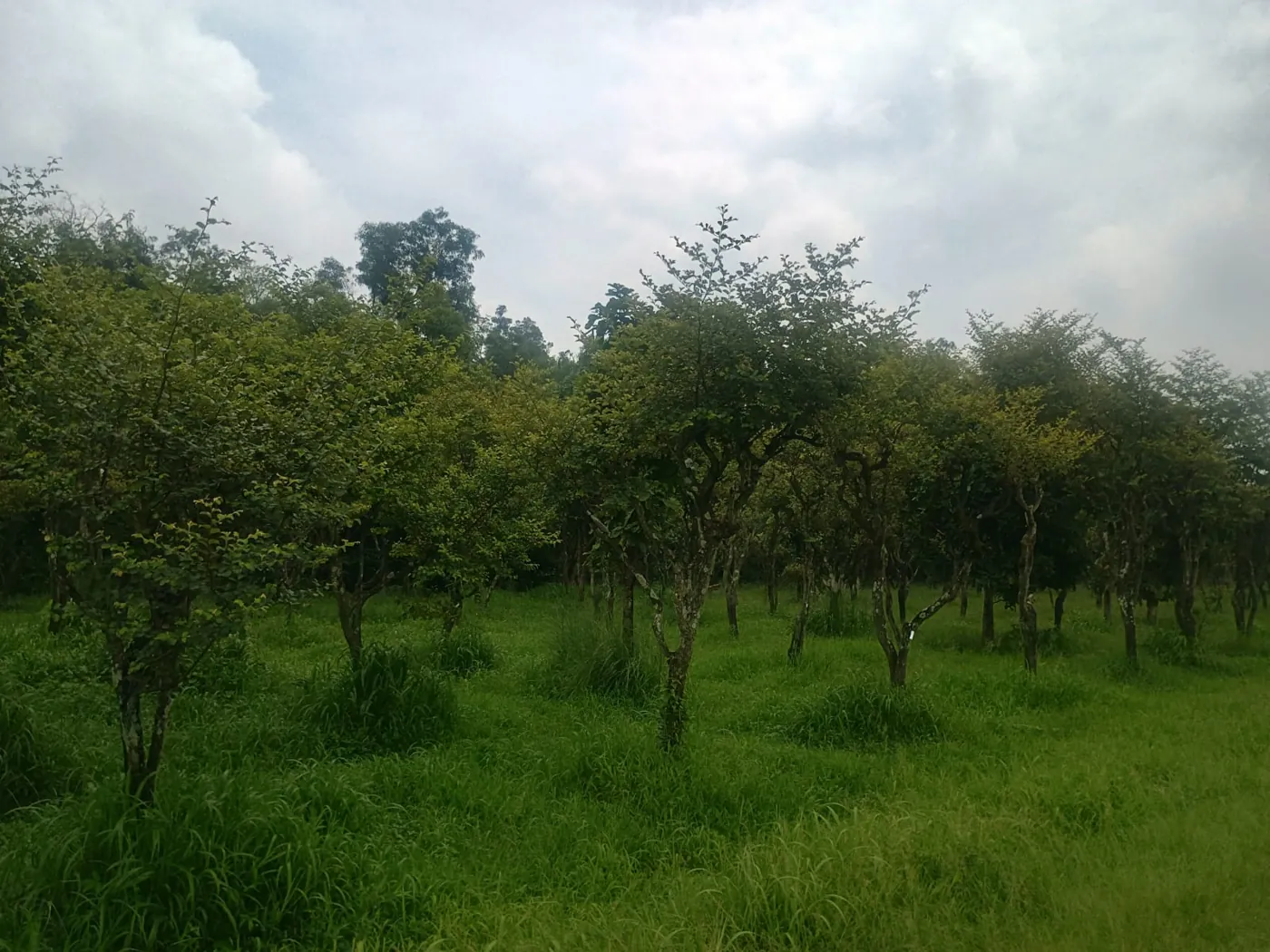 Ber host-tree plantation in the Jharkhand lac belt