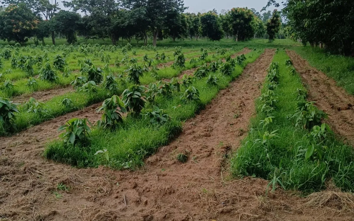 Our plantation near Nawada, Bihar — young rows with mature trees, photographed on site