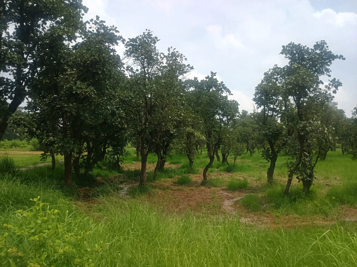 Palas host-tree plantation in the Jharkhand lac belt