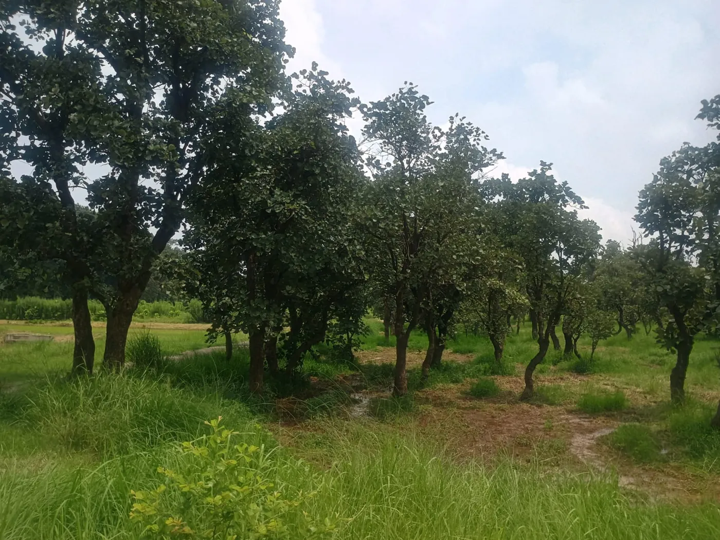 Palas lac host trees in Jharkhand