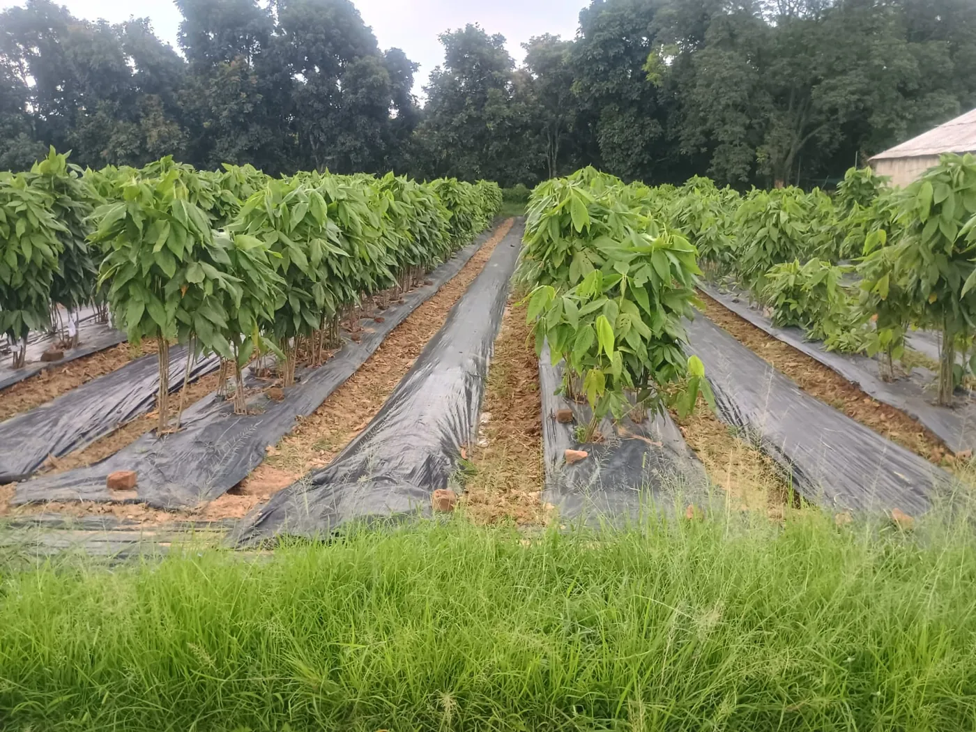 Flemingia semialata nursery rows