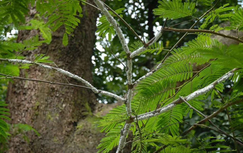 Lac encrustation on host-tree twigs