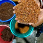 Washed seedlac granules, export grade