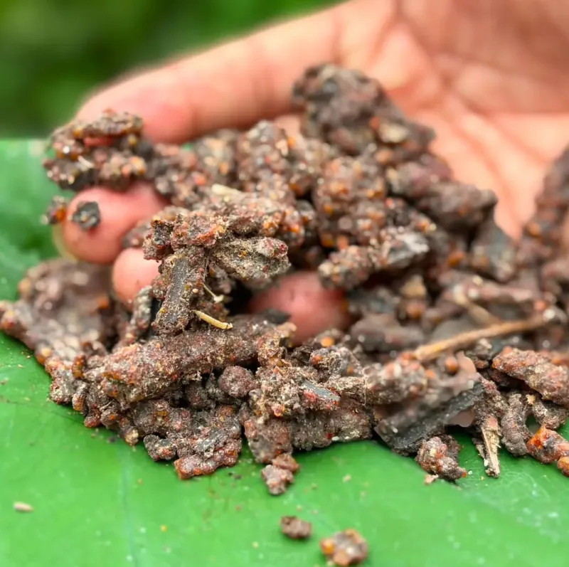 Close-up of raw sticklac with twig fragments
