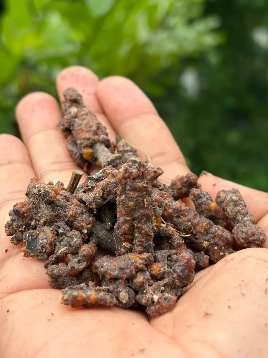 Raw sticklac scraped from host-tree twigs, held in hand
